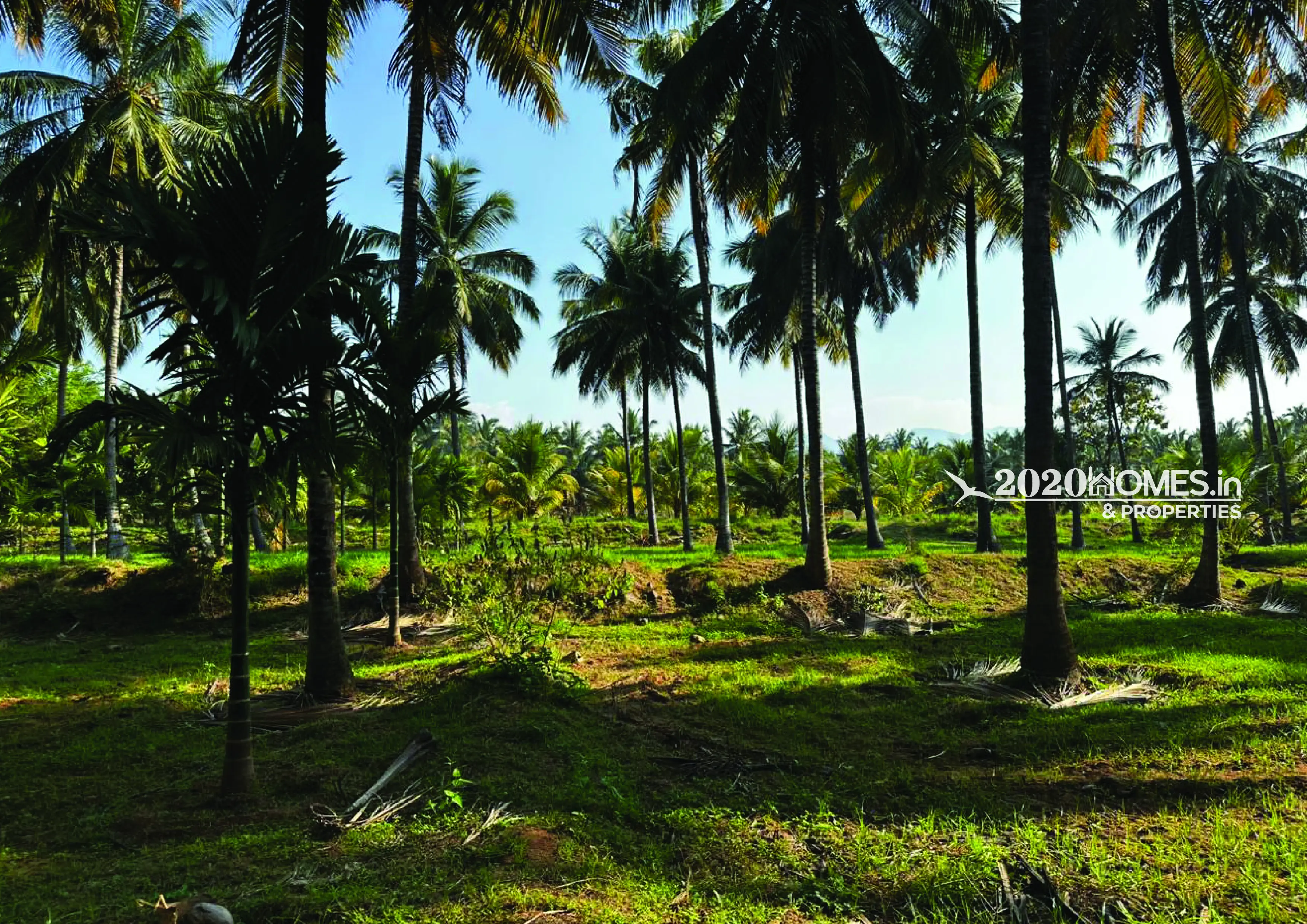 Gramam Coconut Farm Anaimalai